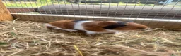 Guinea Pig rodents for sale: 2 sows and 2 boars available  - Advert 3