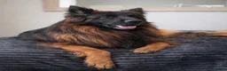 German Shepherd dogs for sale: EXCEPTIONAL KC REG GERMAN SHEPHERD PUPPIES - Advert 15