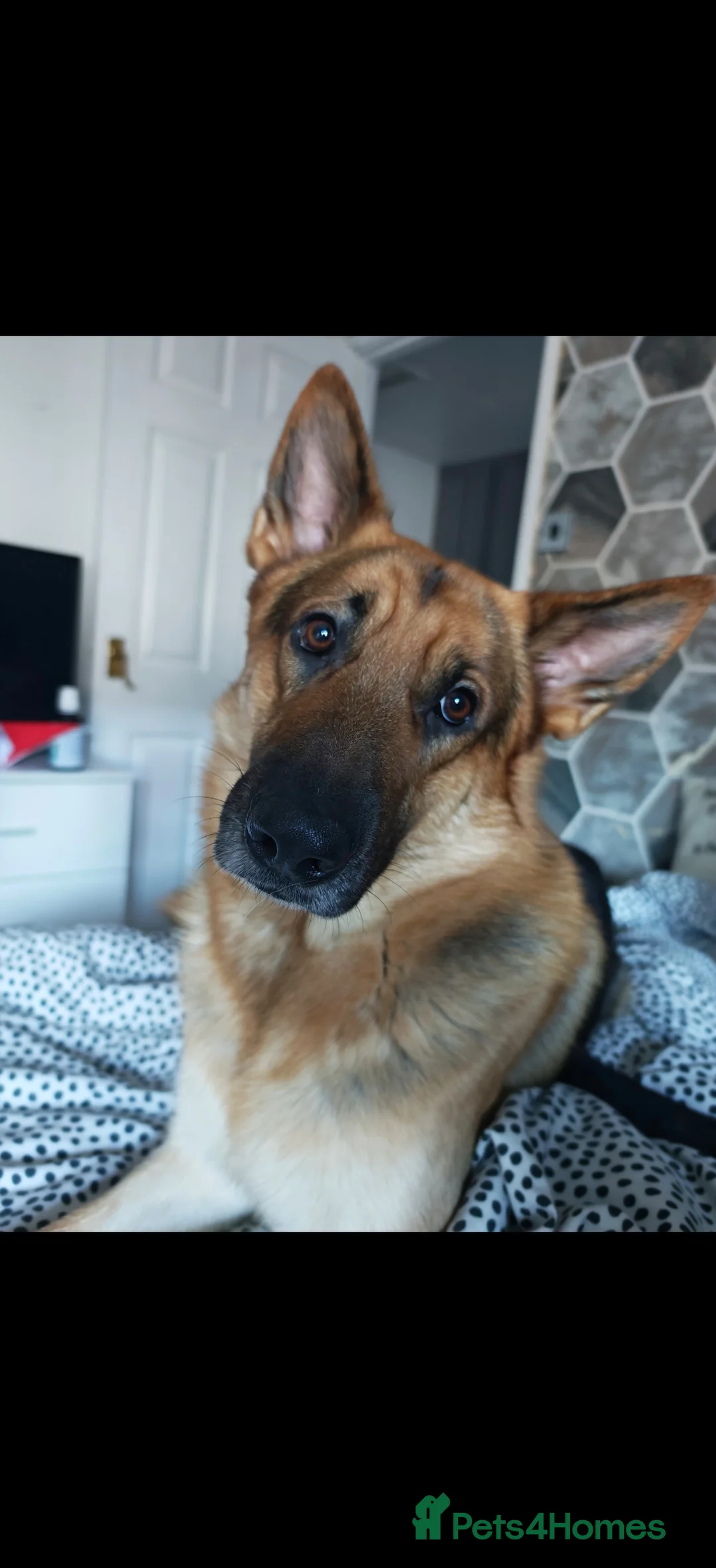 German Shepherd dogs for stud: German Shepherd Stud - Barney - Advert 1