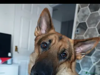 German Shepherd dogs German Shepherd Stud - Barney - Advert 12