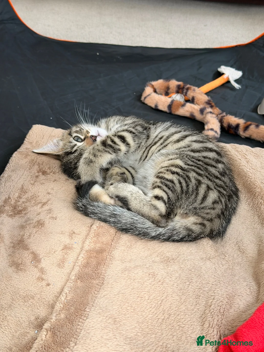 Toyger cats for sale: Gorgeous boy tabby kitten  - Advert 2