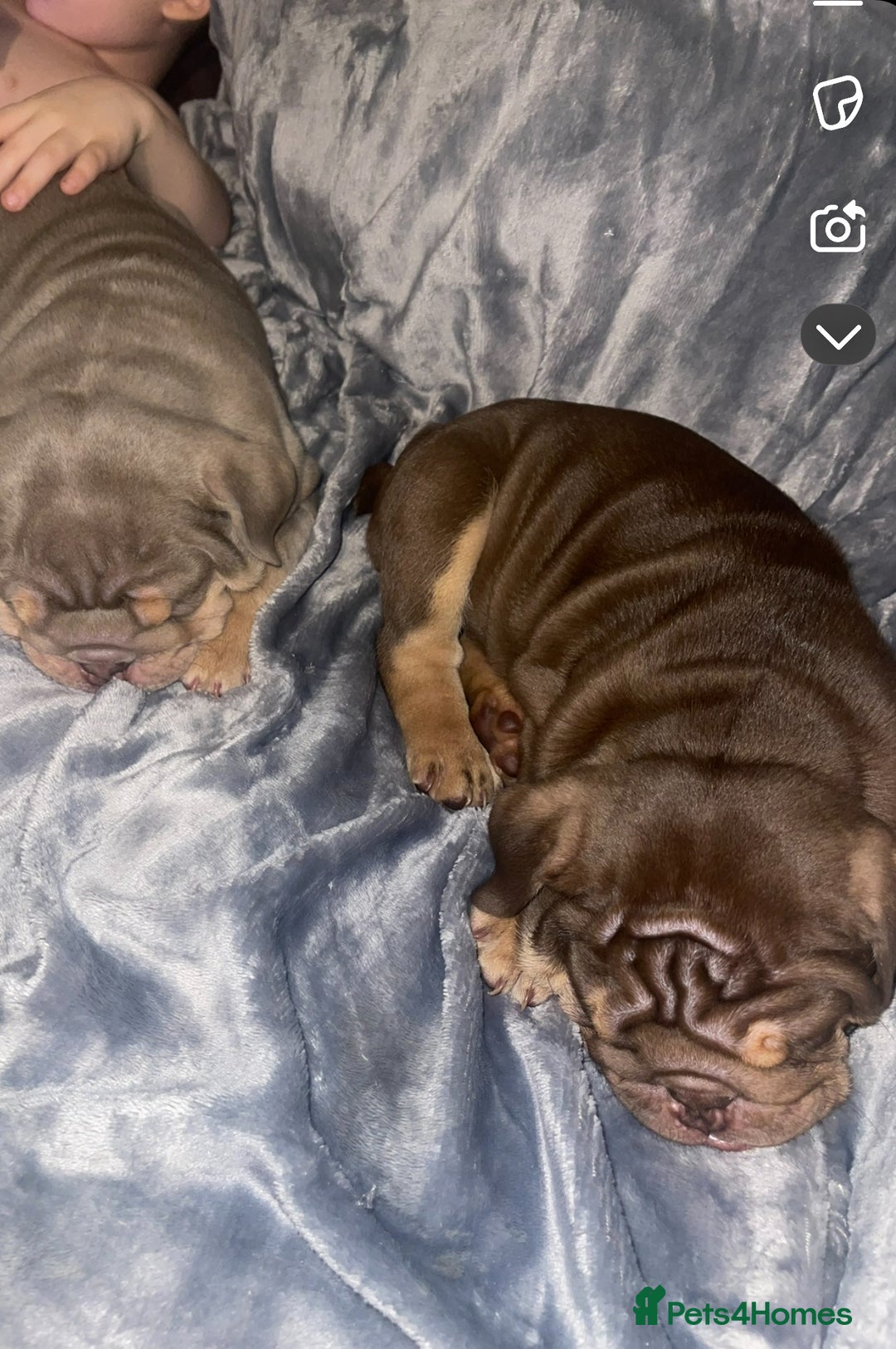 English Bulldog dogs for stud: Sons of king nemesis & epic bully (darling) in Southampton - Advert 20