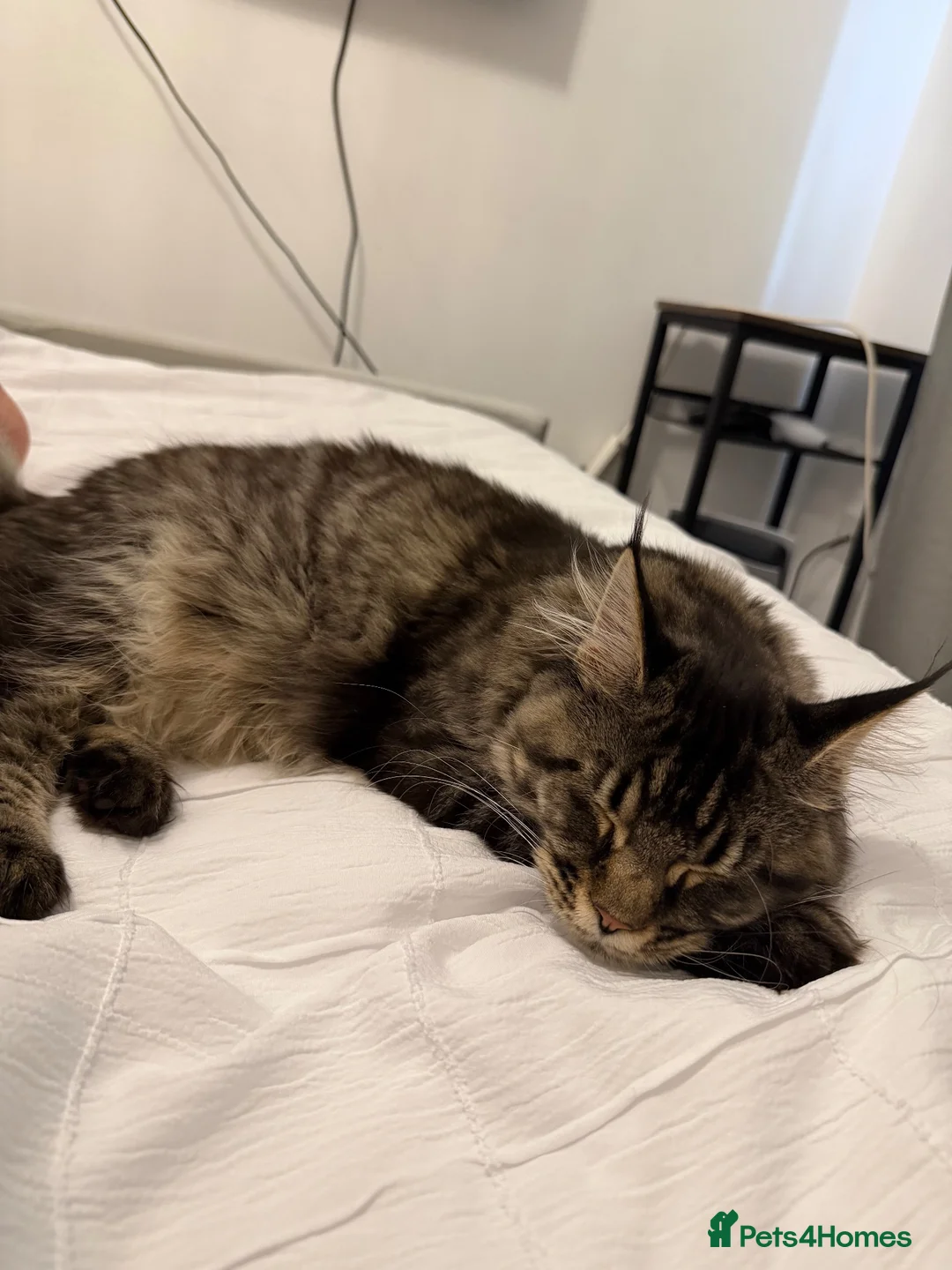 Maine Coon cats for sale: 6 month old Maincoon  in Bourne - Advert 2