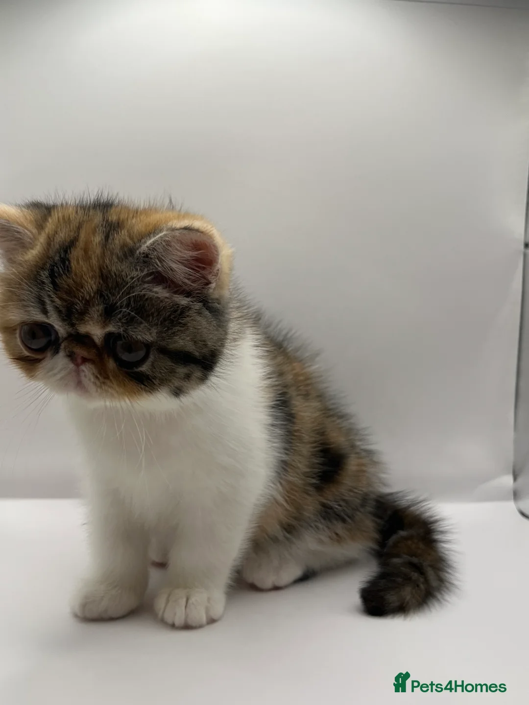 Exotic cats for sale: Exotic kittens  - Advert 6