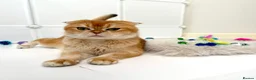 Scottish Fold cats for sale: Golden Scottish Fold & Straight – TICA Registered - Advert 2