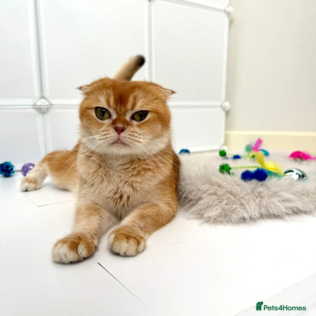 Scottish Fold cats for sale: Golden Scottish Fold & Straight – TICA Registered - Advert 2