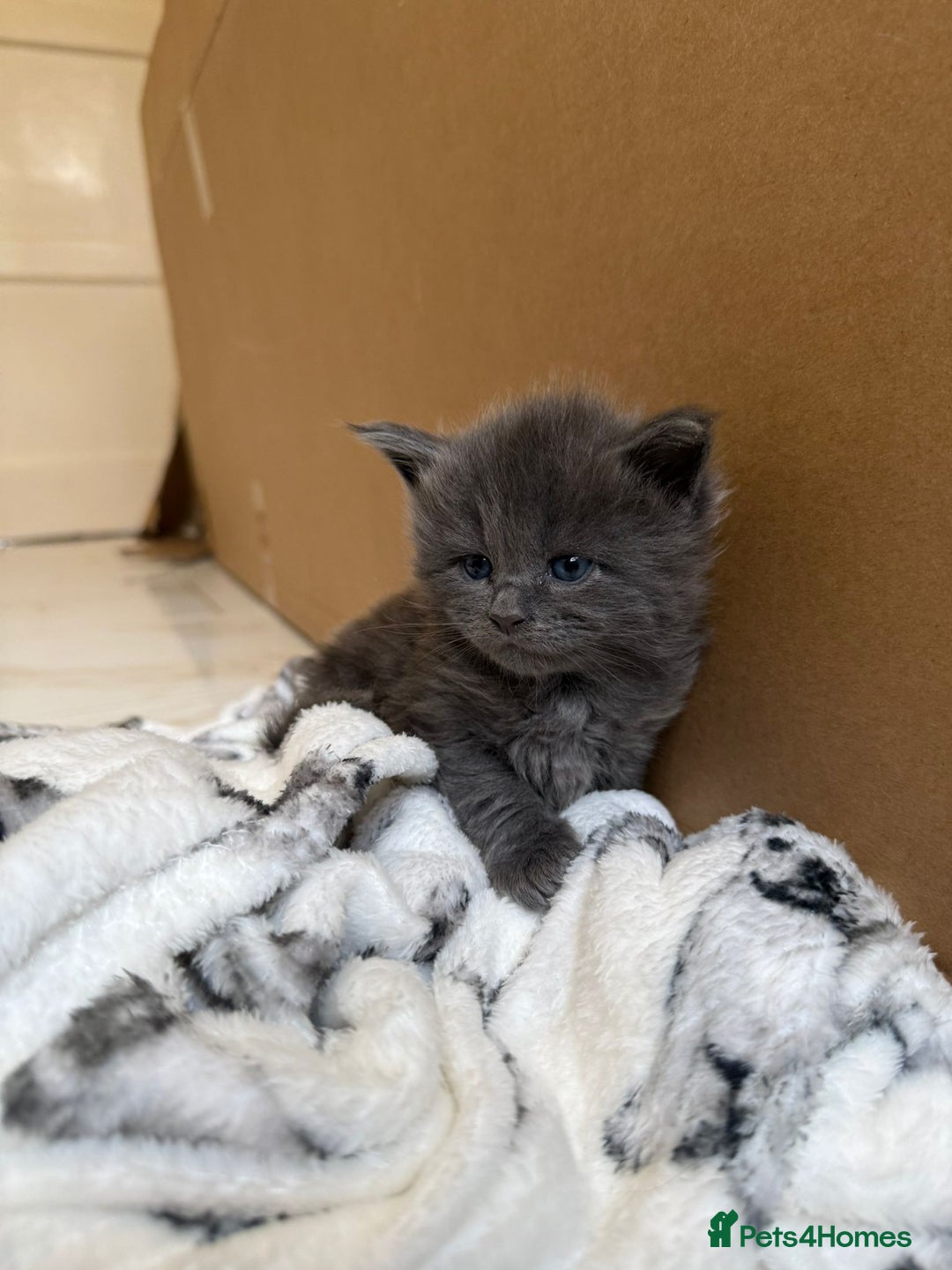 Maine Coon cats for sale: Pedigree Tica Russian Import line Maine Coons - Advert 10