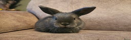Mixed Breed rabbits for sale: 8 week old grey blue otter netherland dwarf x - Advert 3