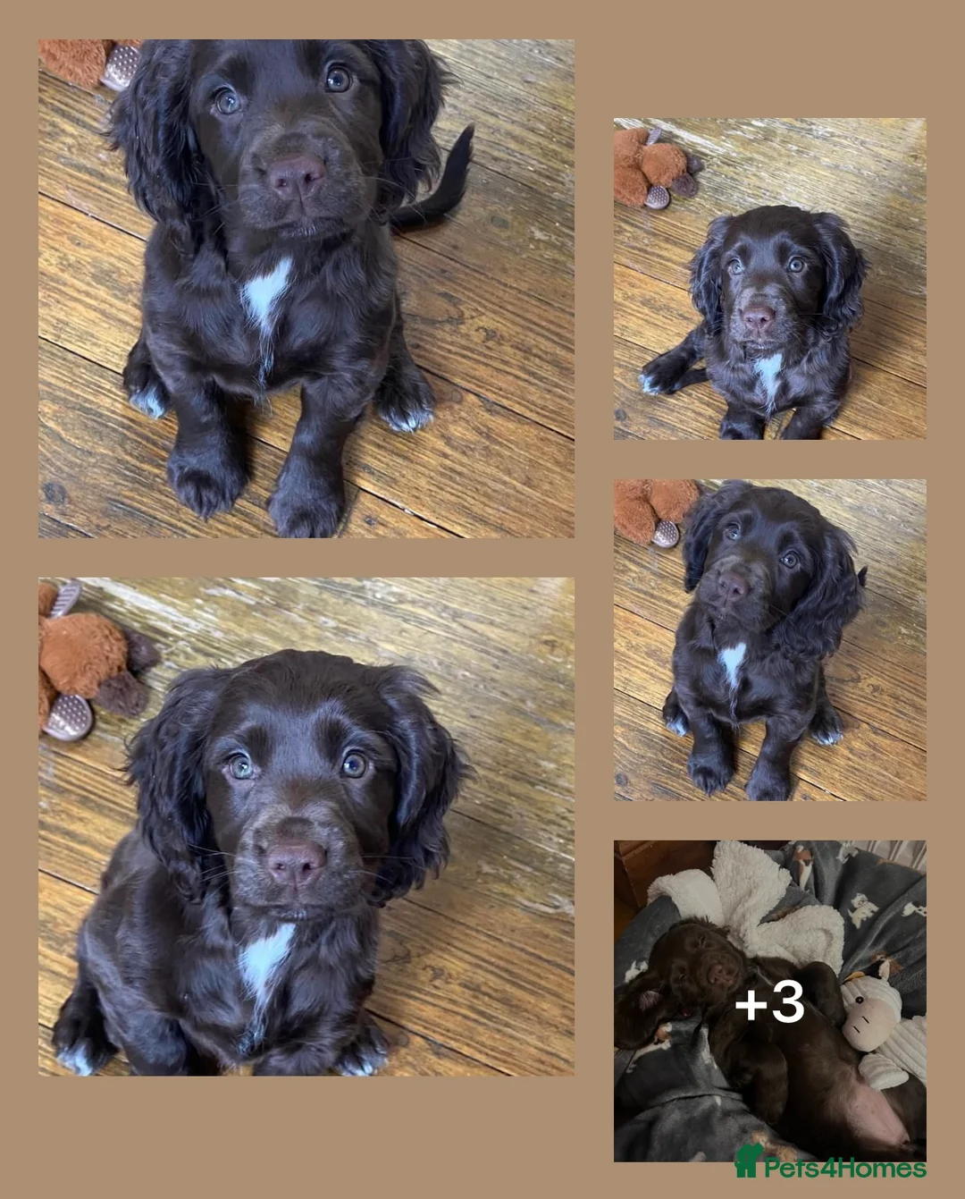Cocker Spaniel dogs for stud: Stunning Chocolate & Tan Cocker Proven Stud in Burton-on-Trent - Advert 21