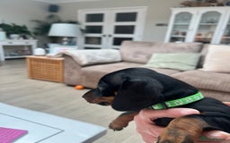 Dachshund dogs for sale: Standard Dachshund puppies for sale - Image 7