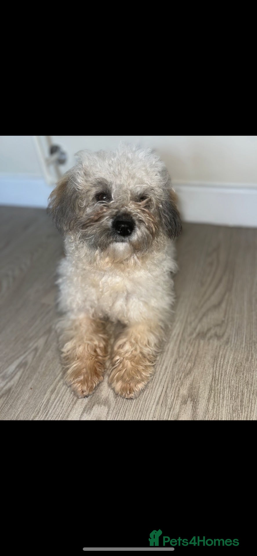 Toy Poodle dogs Toy poodle - Advert 8