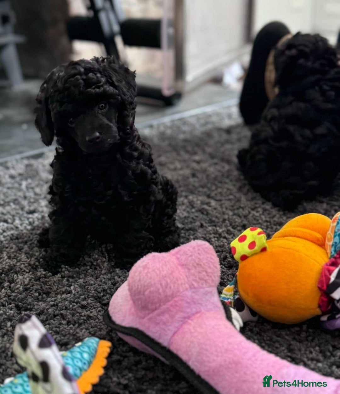 Toy Poodle dogs for sale: KC registered Toy Poodle Male 1 black  - Advert 8