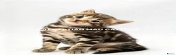 Egyptian Mau cats for sale: TICA reg SNOW LEOPARD EGYPTIAN MAU X BENGAL  - Advert 34