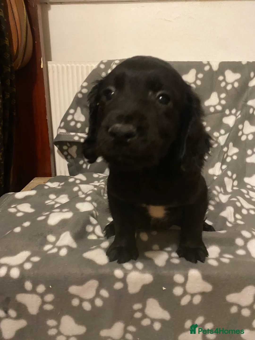 Cocker Spaniel dogs for sale: Quality kc working puppies  - Advert 3