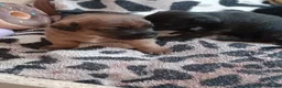 Patterjack dogs for sale: Beautiful puppies in Rhyl - Advert 3