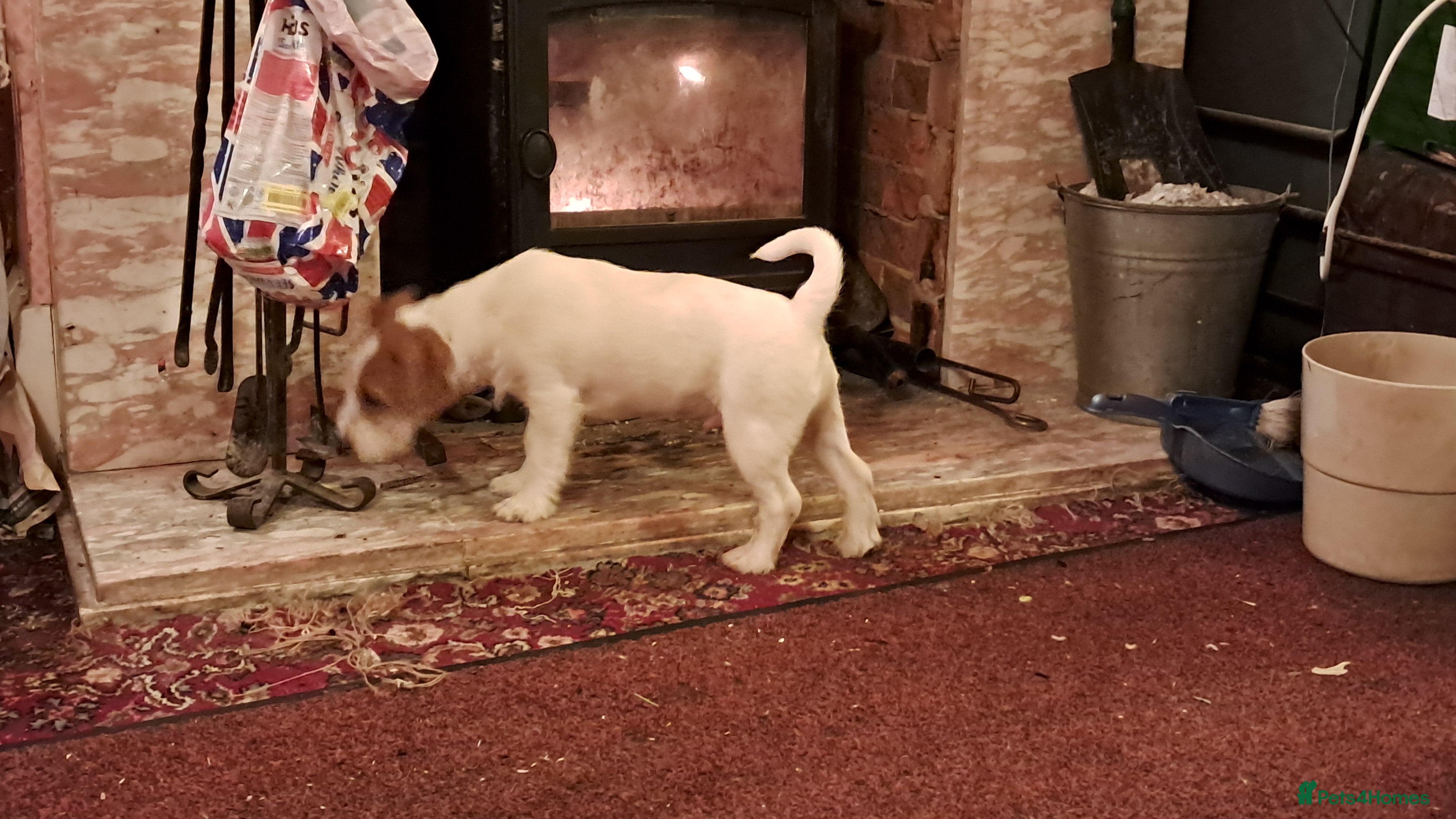 Jack Russell dogs KC Jack Russell pups, DNA Clear- LOA and SCA - Advert 5