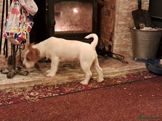Jack Russell dogs KC Jack Russell pups, DNA Clear- LOA and SCA - Advert 5