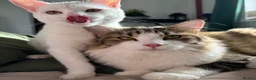 Mixed Breed cats for sale: TURKISH ANGORA / MAIN COON - Advert 8