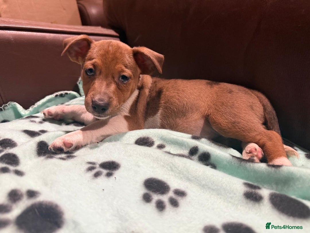 Jack Russell dogs for sale: Jack russell  - Advert 11