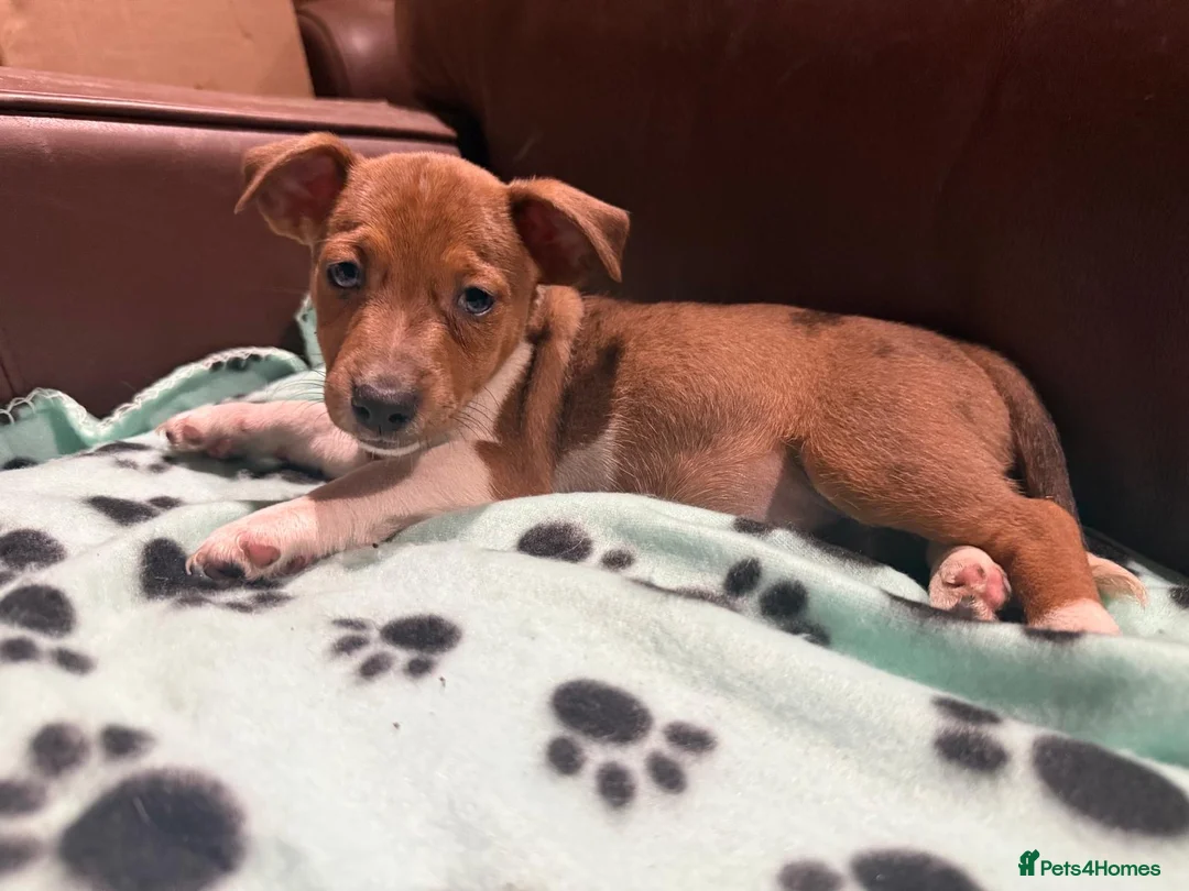 Jack Russell dogs for sale: Jack russell  - Advert 11