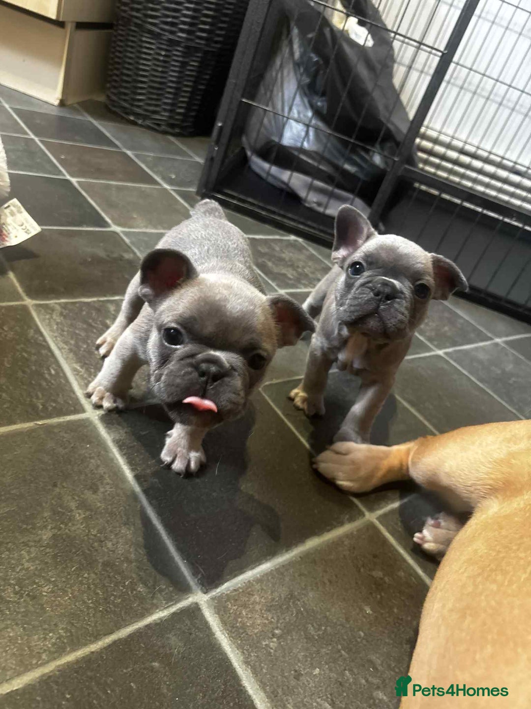 French Bulldog dogs for sale: Lilac fawn French bulldog puppies for sale  - Image 34
