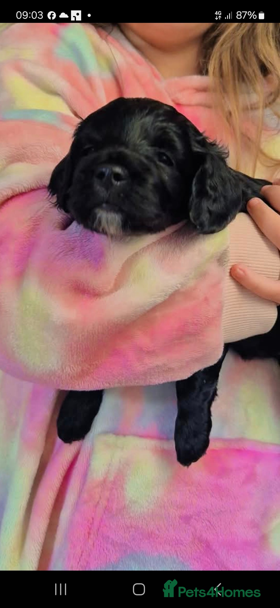 Cockapoo dogs for sale: Cockapoo puppie 1 boy 1 girl - Image 1