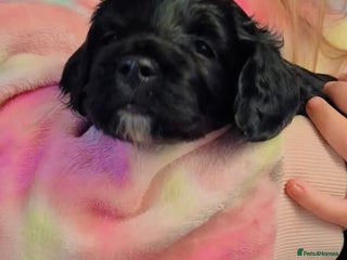 Cockapoo dogs - Advert 12