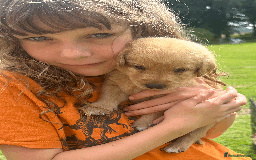 Labradoodle dogs for sale: Gorgeous F1b Labradoodle Puppies for loving homes. - Image 10