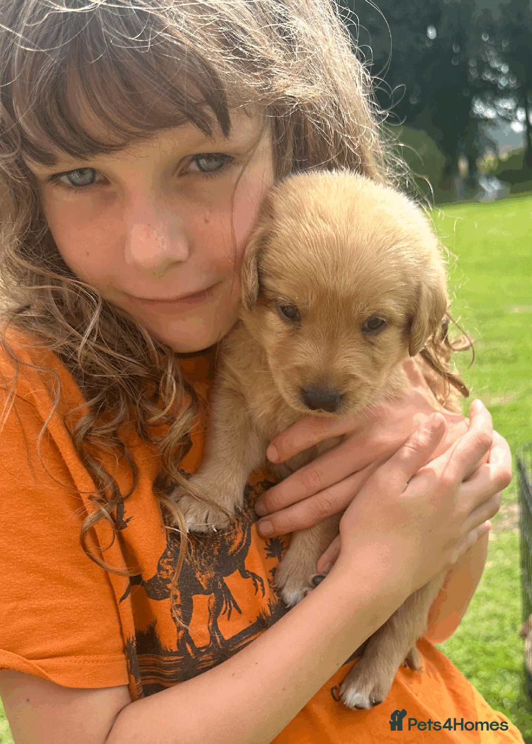 Labradoodle dogs for sale: Gorgeous F1b Labradoodle Puppies for loving homes. - Image 10
