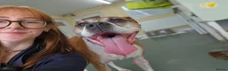 Boxer dogs for adoption: Bentley - Advert 4