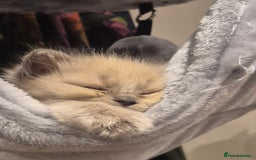Ragdoll cats for sale: Beautiful Mink Ragdoll Kittens - Image 9
