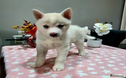 Pomsky dogs for sale: Perfect medium size Pomsky - Image 29