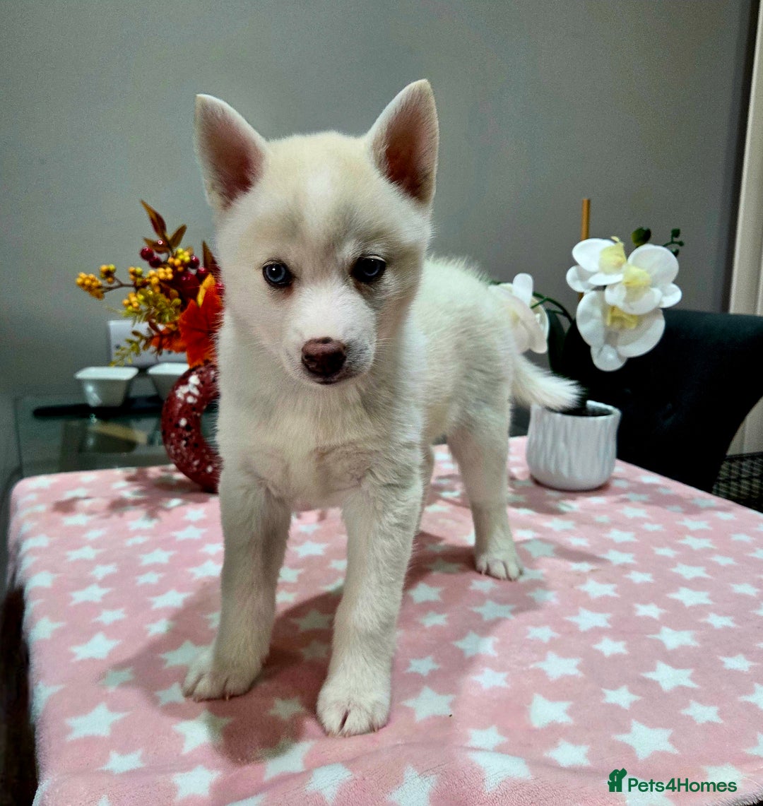 Pomsky dogs for sale: Perfect medium size Pomsky - Image 29