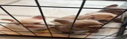 French Bulldog dogs for sale: Stunning French Bulldog Puppies – Family Raised in Durham - Advert 2