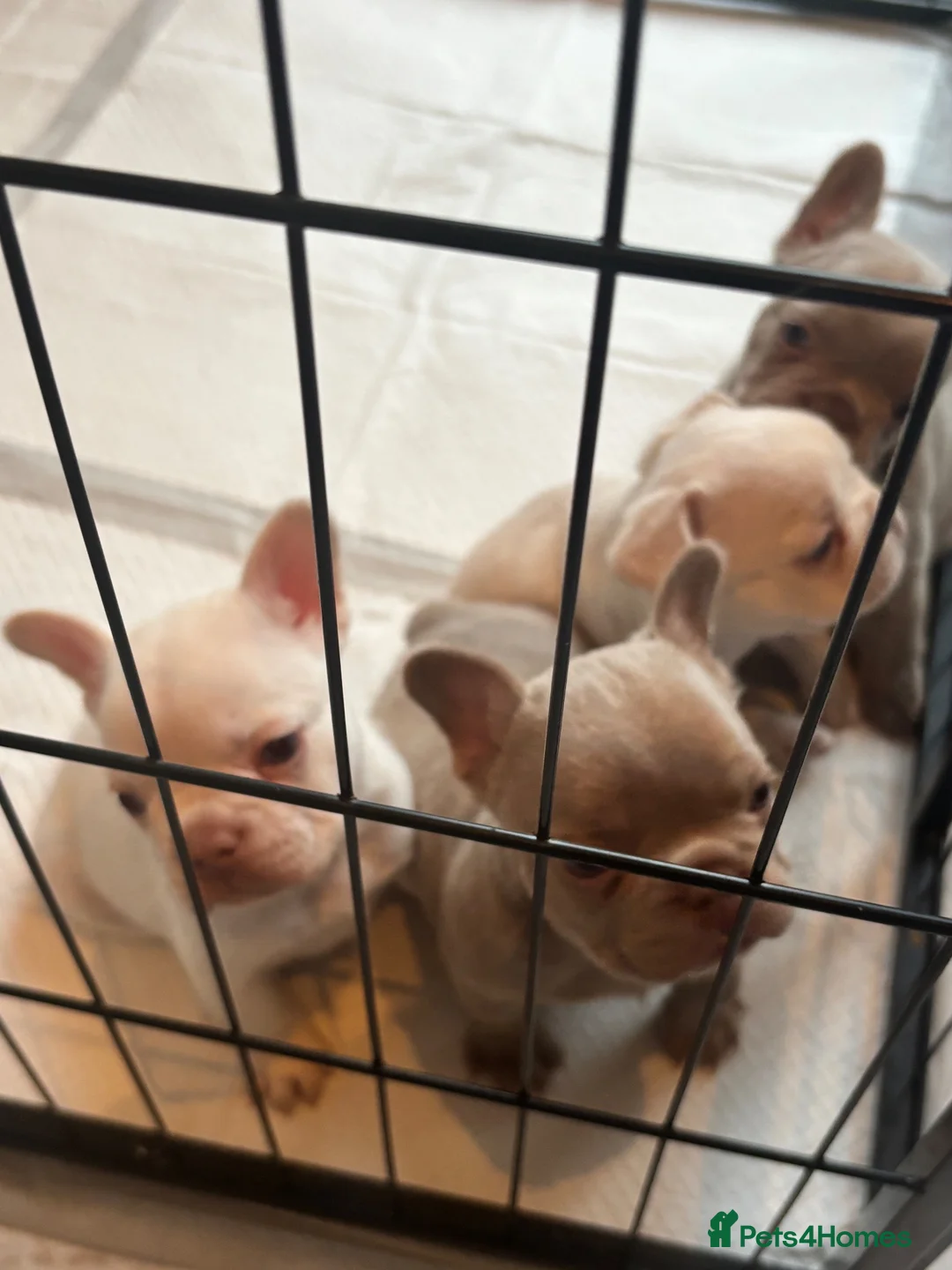 French Bulldog dogs for sale: Stunning French Bulldog Puppies – Family Raised in Durham - Advert 2
