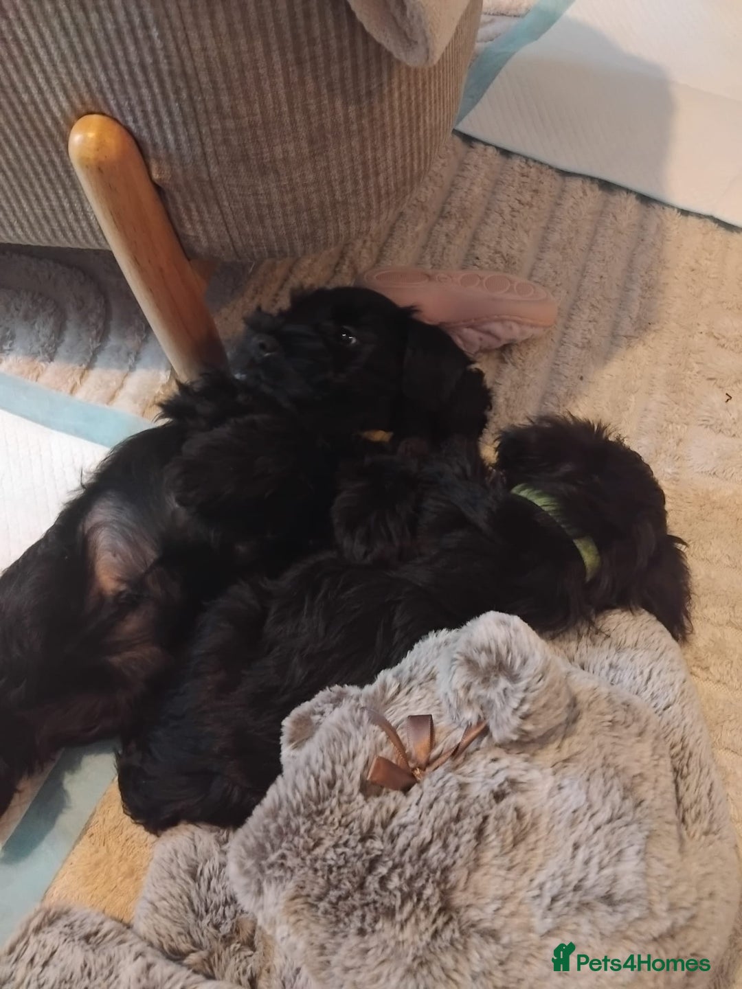 Miniature Schnauzer dogs for sale: Milo & Trent - Image 13