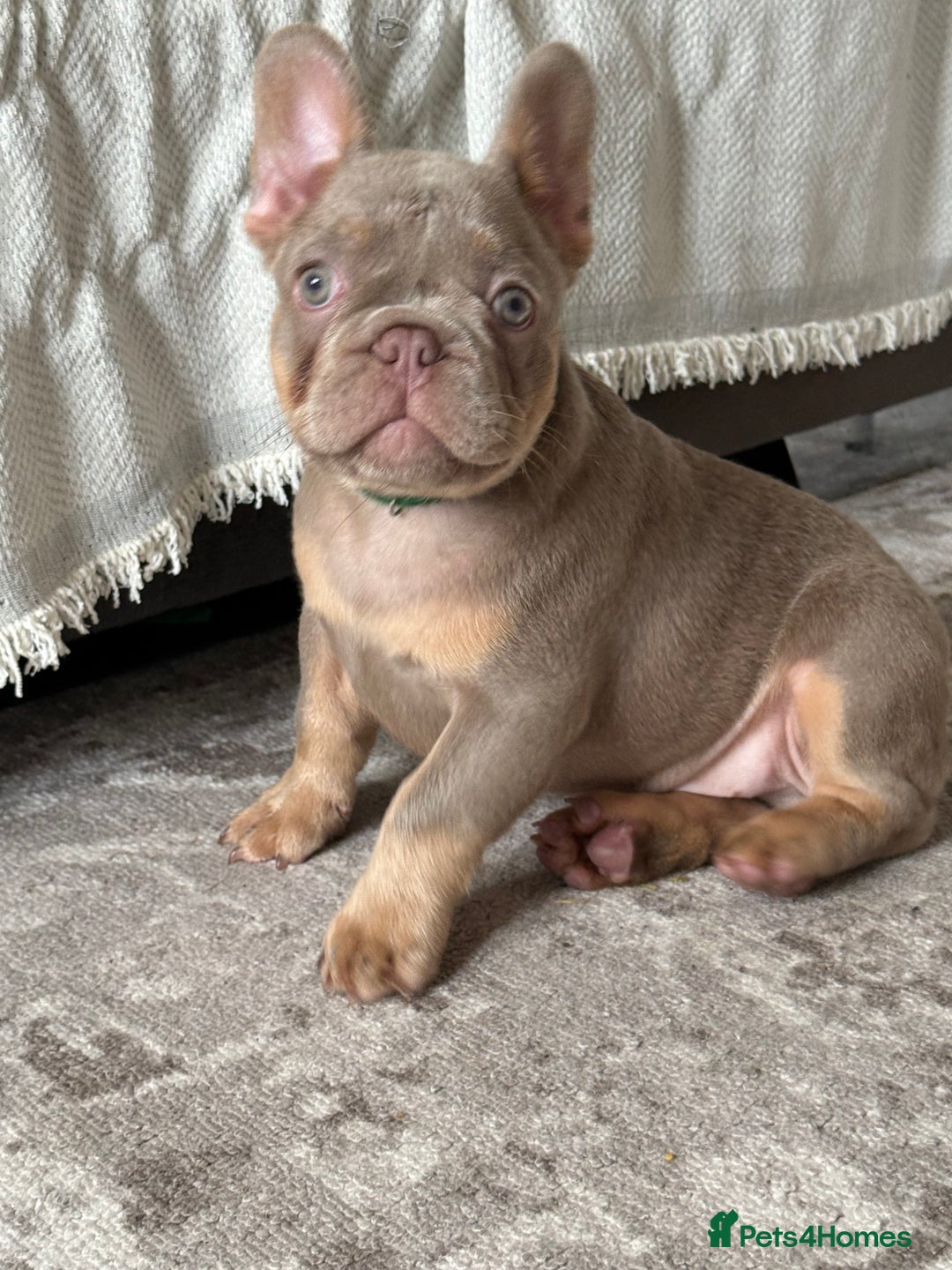 French Bulldog dogs for sale: Stunning French bulldogs  - Image 3