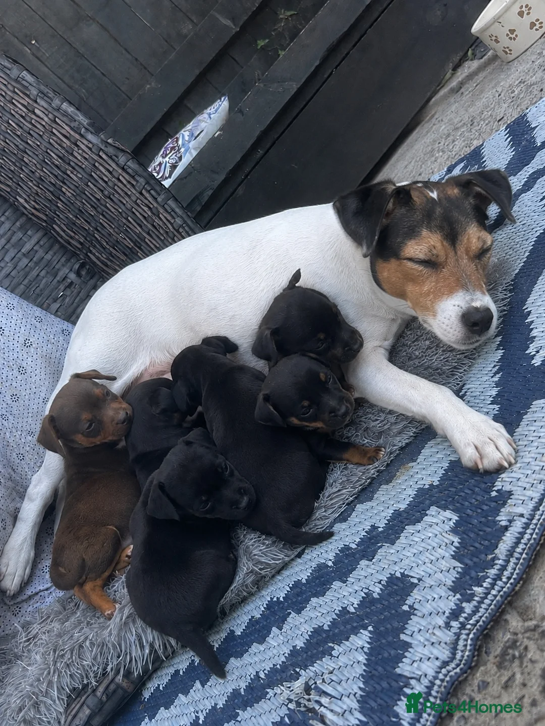 Jack Russell dogs for sale: Gorgeous jack russell puppies  in Pontypool - Advert 11