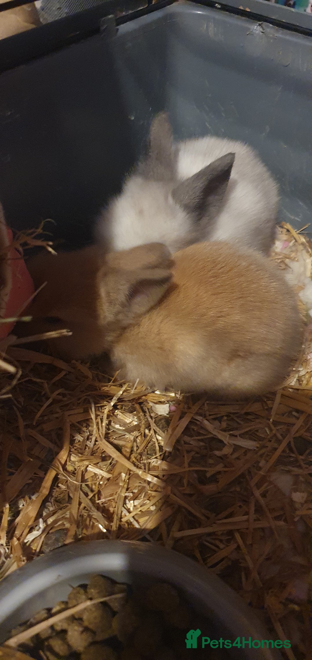 Lionhead rabbits for sale: Double main lionheads - Advert 5