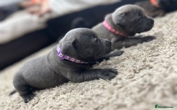 Staffordshire Bull Terrier dogs for sale: 🏅🏆 CHAMPION PLAY BOY BLUE&BLACK STAFFY PUPS - Image 10