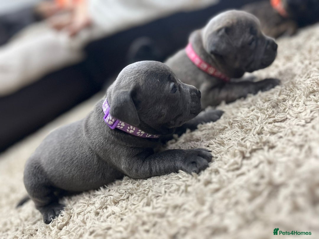 Staffordshire Bull Terrier dogs for sale: 🏅🏆 CHAMPION PLAY BOY BLUE&BLACK STAFFY PUPS - Image 10