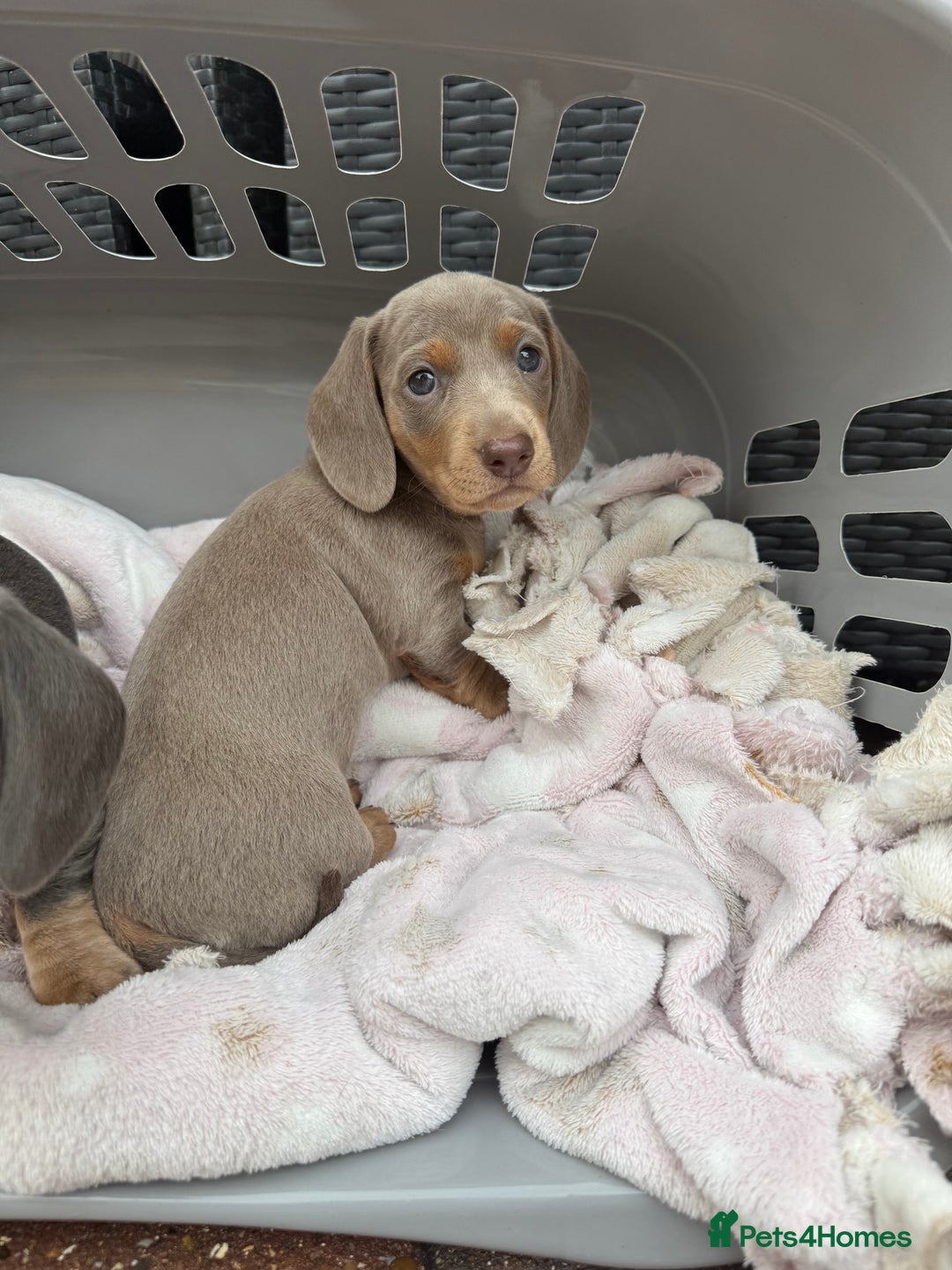 Dachshund dogs for sale: Health Tested Parents Dachshund Puppies   - Advert 5