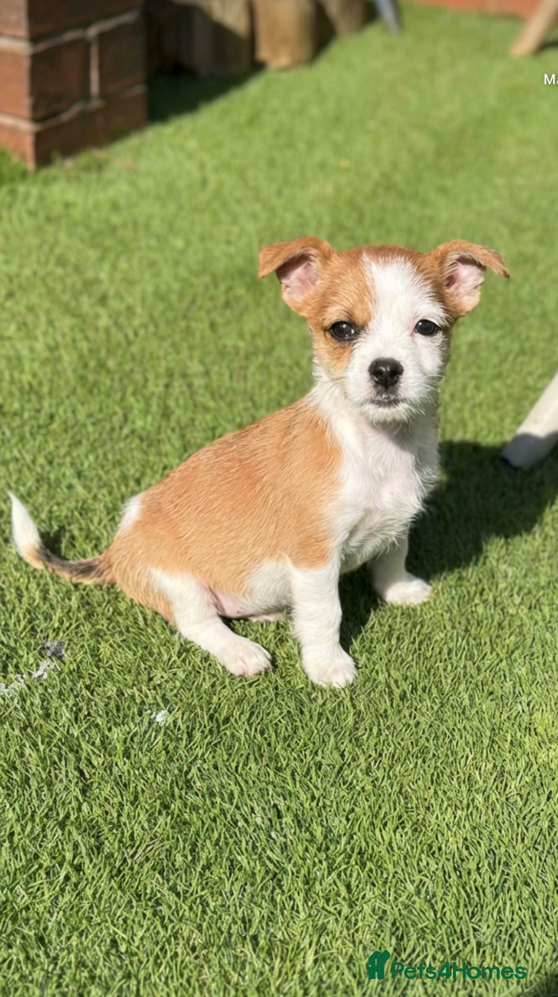Mixed Breed dogs Yorkshire x Pomeranian (LAST PUP LEFT,BOY) - Advert 12