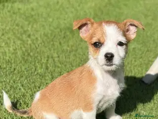 Mixed Breed dogs Yorkshire x Pomeranian (LAST PUP LEFT,BOY) - Advert 12