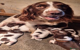 English Springer Spaniel dogs for sale: English Springer Spaniel Puppies  - Image 1