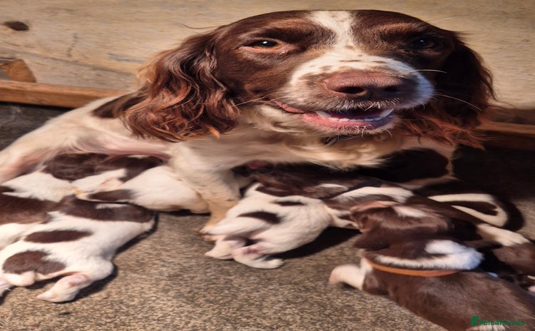 English Springer Spaniel dogs - Advert 2