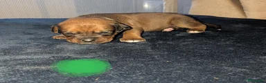 Boxweiler 12
