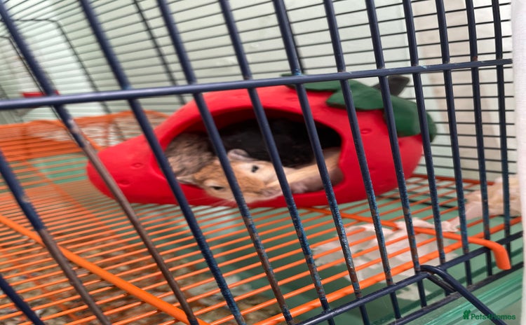 Gerbil rodents - Advert 1