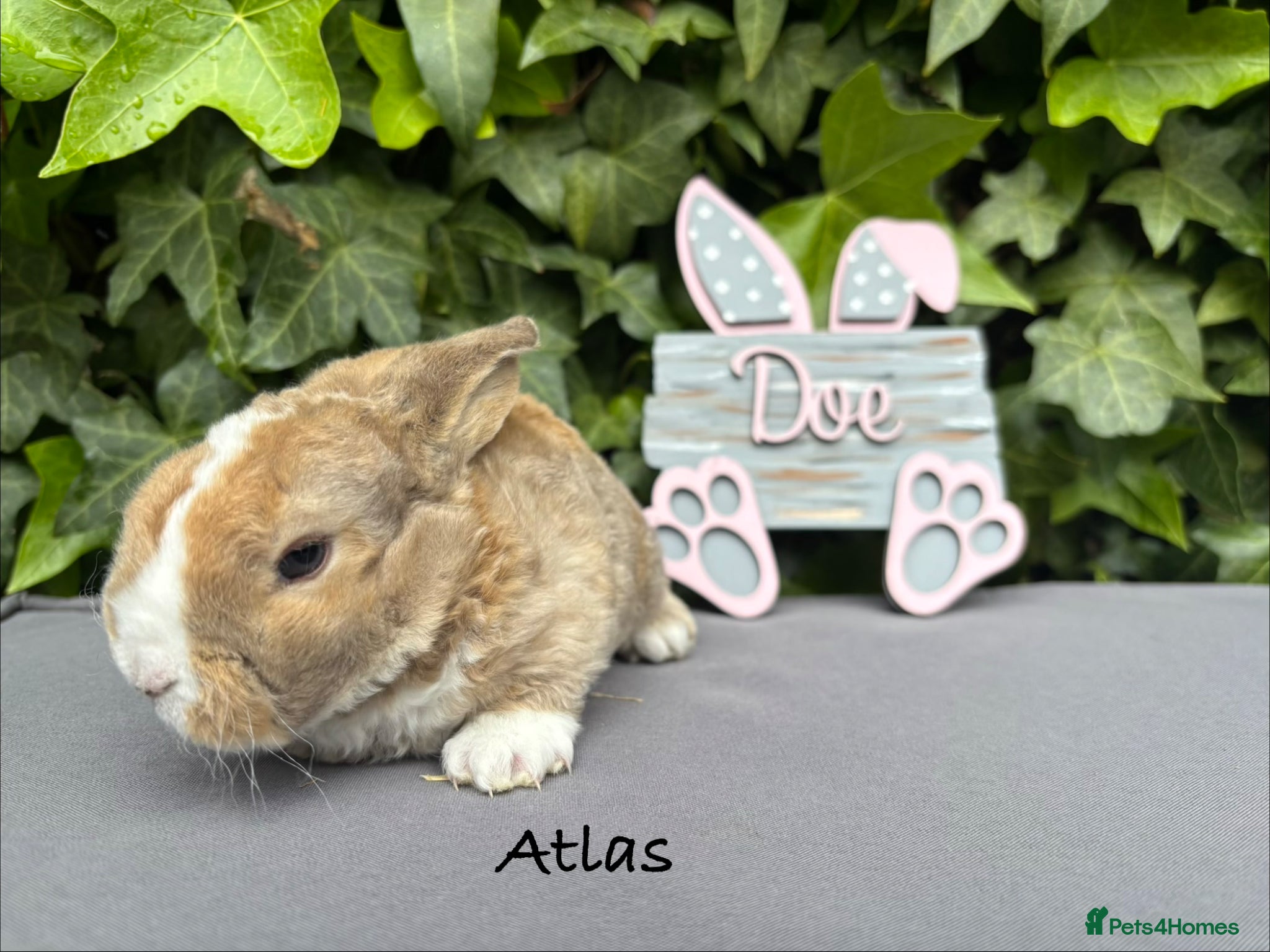 Mini Lop rabbits Pure bred Mini Plush Lops - Advert 19