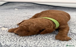 Toy Poodle dogs for sale: 6 Exquisite Red Toy Poodles. Parents DNA Clear - Image 12